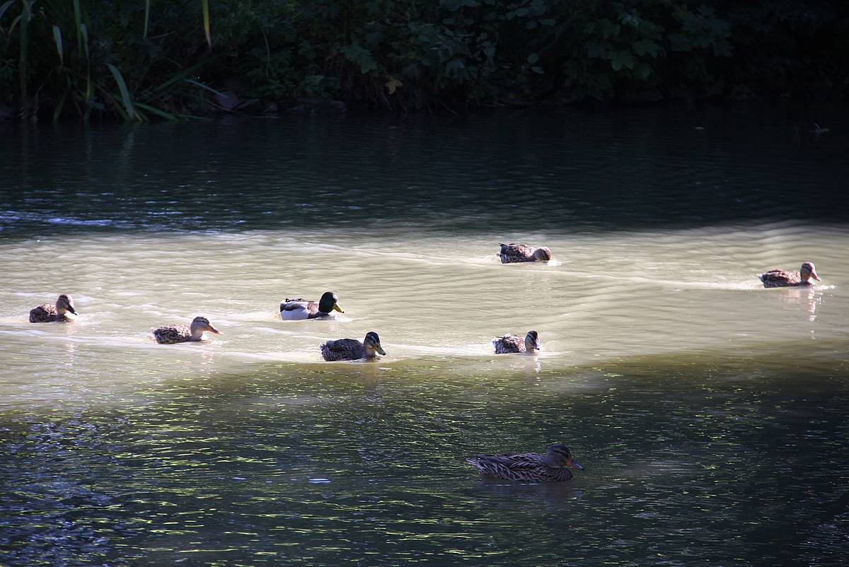 Ententeich im Freizeitpark